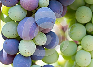 Ripe Vine grapes on a farm, Tuscany, Italy