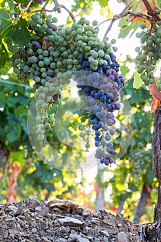 Ripe Vine grapes on a farm, Tuscany, Italy