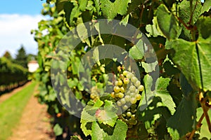 Ripe vinegrapes on the bush, shallow focus