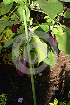 Ripe violet eggplant growing in the garden