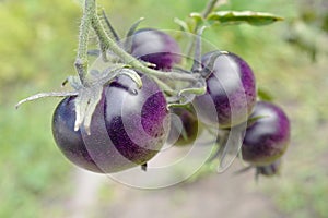 Ripe violet tomatoes