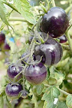 Ripe violet tomatoes
