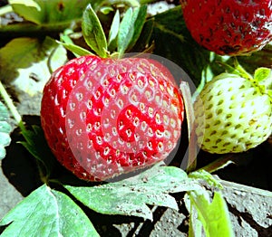 Ripe vs unripe strawberry