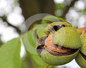 Ripe walnut