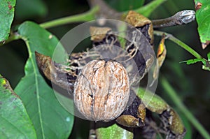 Ripe walnut on a branch