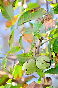Ripe walnut in opened shell
