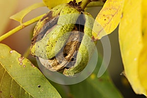 Ripe walnut in opened shell