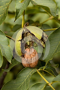 Ripe walnut ready to fall from tree