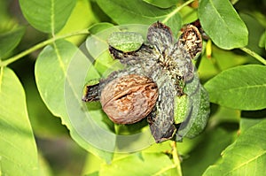 Ripe walnut on tree