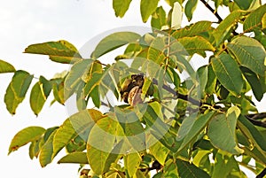 Ripe walnut on tree photo