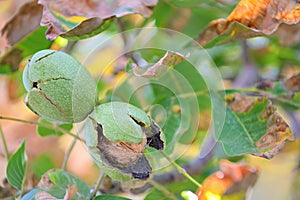 Ripe walnut on a tree