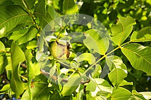 Ripe walnut on tree branch in garden