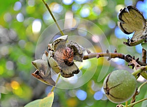 Ripe walnut on the tree morning  picturing on the morning