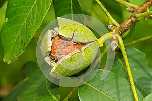 Walnut in tree