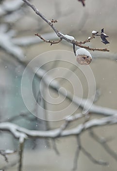 Ripe walnut on tree in winter