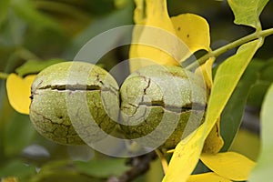 Ripe Walnuts With Cracked Peel Hanging on the Branch, Czech Republic, Europe