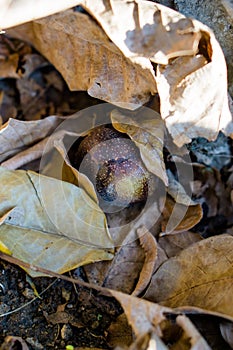 Ripe walnuts fallen from a tree laying in autumn leaves