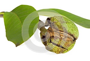 Ripe walnuts in a green shell