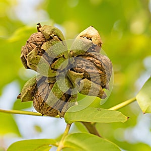Ripe walnuts on the tree