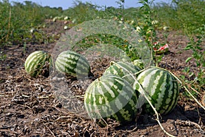 Ripe water-melons