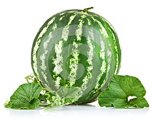 Ripe watermelon with green leaf