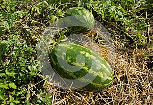 Ripe watermelon on the vegetable bed