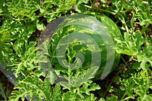 Ripe Watermelon on the Vine