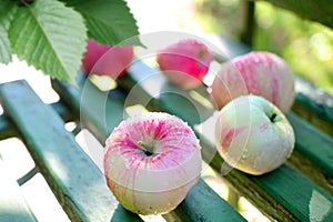 Ripe wet apples on bench