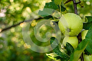 Ripe wet apples in raindrops