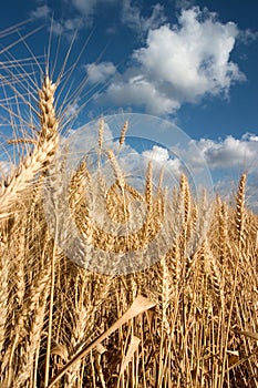 Ripe wheat photo