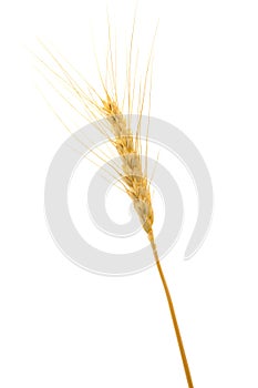 ripe wheat