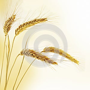 Ripe wheat