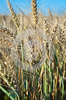 Ripe wheat