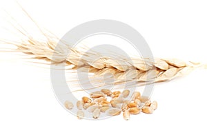 Ripe wheat