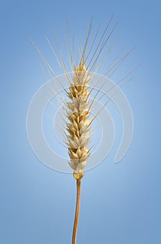 Ripe wheat