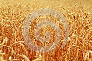 Ripe wheat in an agricultural field. Harvest time. Spike of wheat close up. Natural rural landscape
