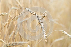 Ripe wheat in an agricultural field. Harvest time. Spike of wheat close up. Natural rural landscape.