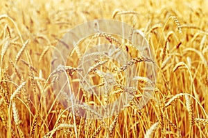 Ripe wheat in an agricultural field. Harvest time. Spike of wheat close up. Natural rural landscape.