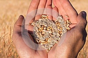 Ripe wheat bean seed in farmer hands.