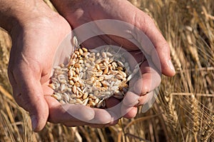 Ripe wheat bean seed in farmer hands.