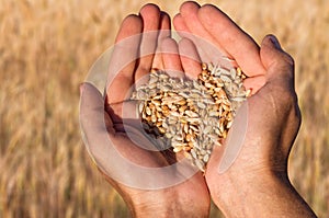 Ripe wheat bean seed in farmer hands.