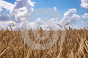 Ripe wheat and blue sky with white clouds