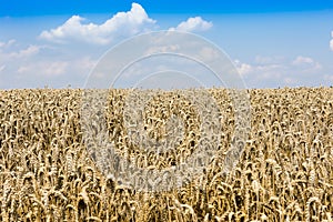 Ripe wheat in bowed ears on field in summer. Ready for harvest.