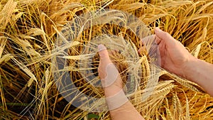 Ripe wheat. Checking grain for ripeness.farmer and wheat field.Farmer takes the wheat ears in his hands. Spikelets of