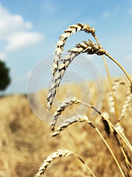 Ripe wheat close-up