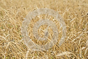 Ripe wheat close-up