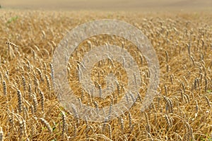 Ripe wheat close-up