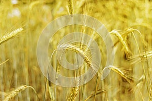 Ripe wheat close-up