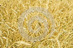 Ripe wheat close-up