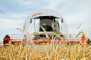 Ripe wheat with combine at photo